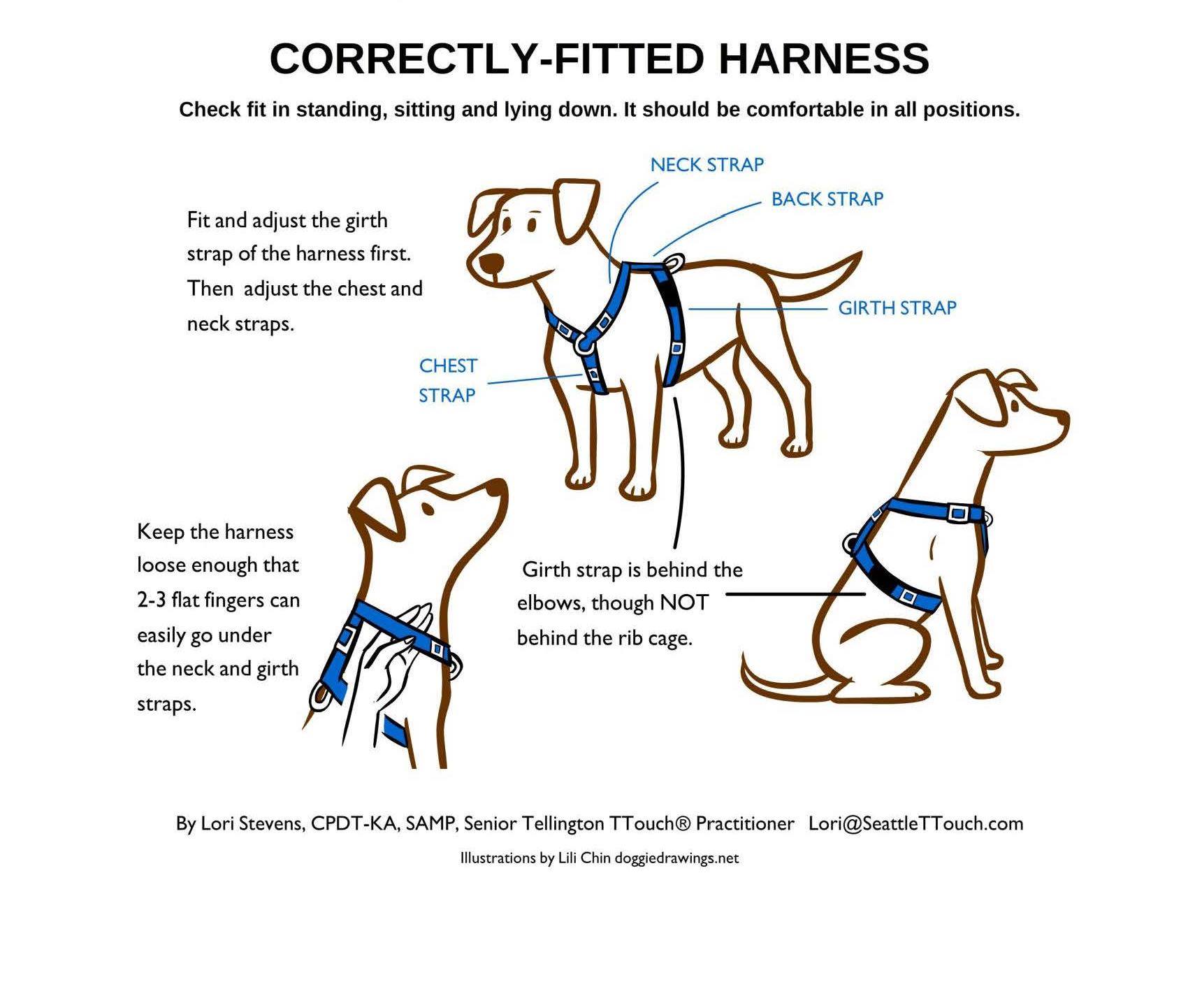 how tight should a dog harness fit